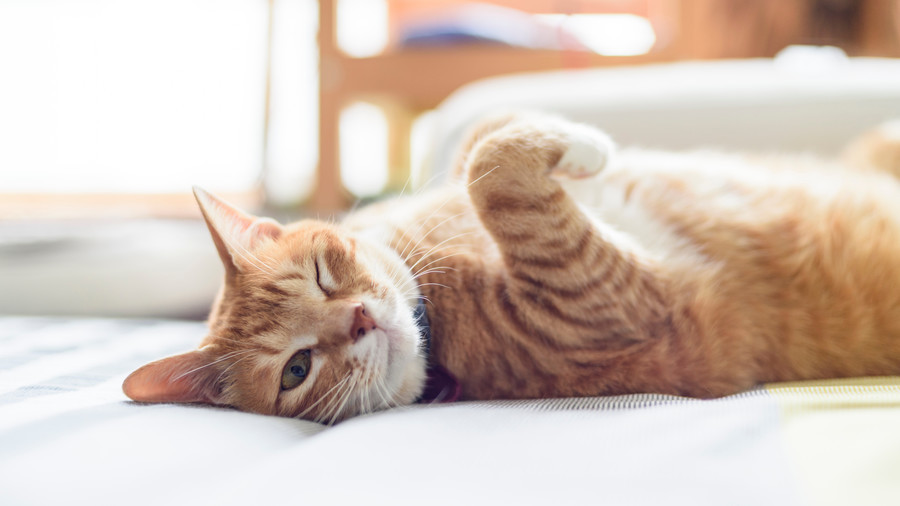 Cat-astrophic TV interview? This Polish scientist didn’t think so (VIDEO)