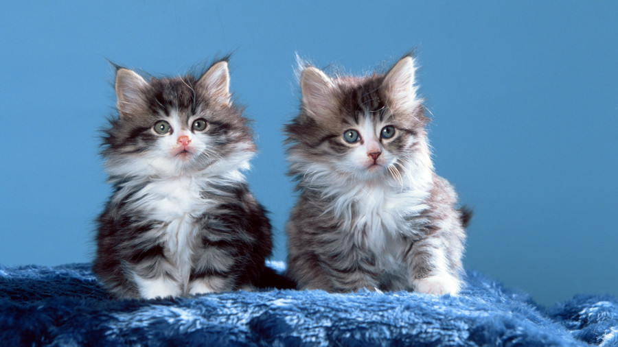 Here's what it costs to count all the cats in Washington, DC