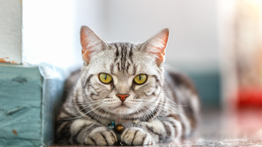 Daring entrepreneurs may simply be driven by mind-altering cat parasite – study