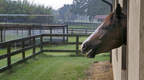 Man who had sex with horse claims filly winked to give consent