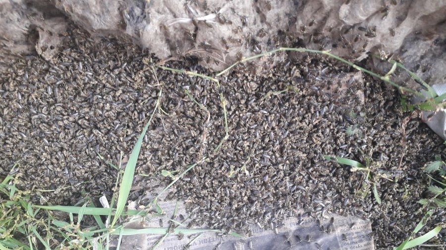 Biblical scenes in eastern Russia as thousands of bugs rain from the sky (VIDEO, PHOTOS)
