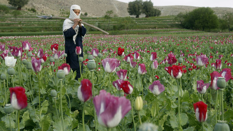 A boy walks at a poppy field in Jalalabad province April 7, 2013