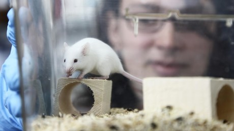 High laboratory mouse for experimentation © Jochen Tack