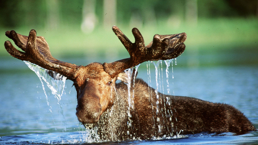 Terrified moose drowns after snap-happy crowd converges to take pictures (PHOTOS)