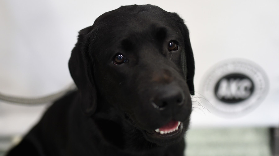 Dog helps Oregon man to be exonerated from 50 year prison sentence for child sex abuse