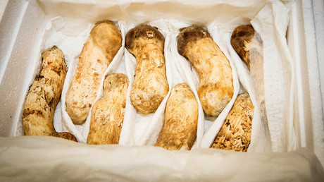 A box of pine mushrooms given by North Korean leader Kim Jong Un is pictured in North Korea, September 20, 2018. Pyeongyang Press Corps/Pool via REUTERS