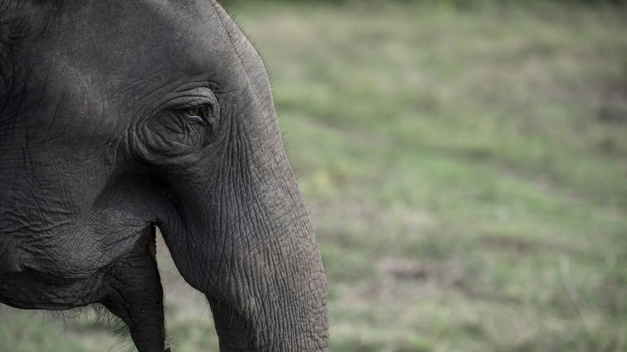 What, you didn’t know that grazing elephants are absolutely normal in Siberia?