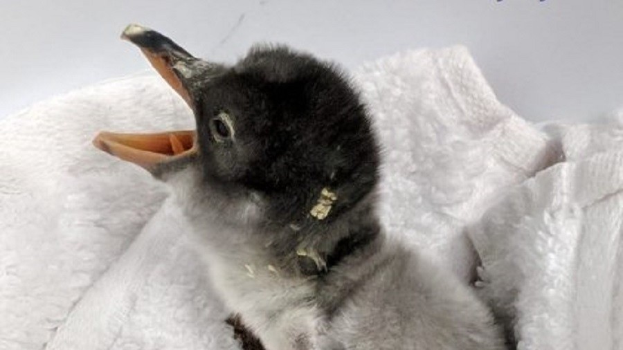 ‘Love has no boundaries’: Same-sex penguins become perfect parents for baby chick