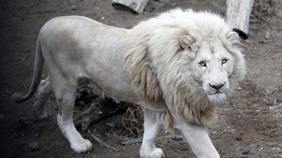 white lion animal