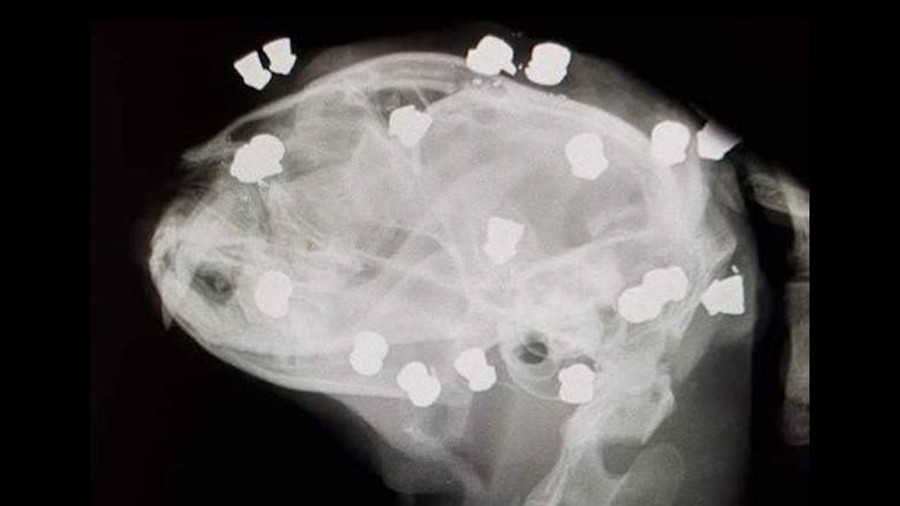 Cat survives 18 pellet air rifle barrage in shocking case of animal cruelty (PHOTOS, VIDEO)
