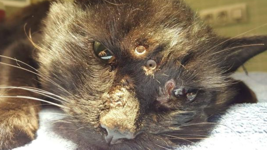 Cat survives 18 pellet air rifle barrage in shocking case of animal