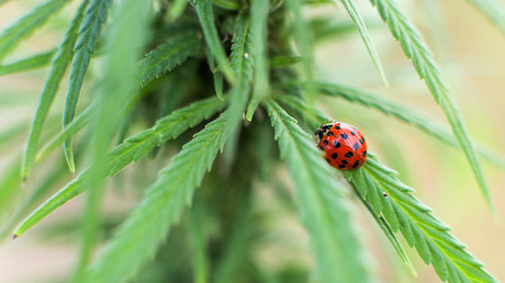 Saudi Arabia doesn’t need US permission to cut oil output – energy minister