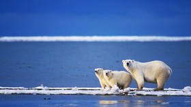 Ice fields & polar bears: Icebreaker voyages around Russia’s Arctic sea route sold out