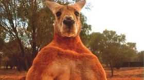 World famous metal bucket crushing kangaroo dies aged 12 (PHOTOS)