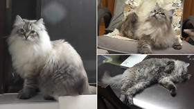 Cat gifted by Putin understands Japanese, Akita prefecture governor says