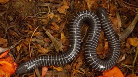 CEO buys right to name blind worm species after Trump