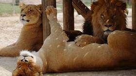 Lion bolts from enclosure in N. Carolina, mauls 22yo woman to death