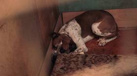 ‘Dog gulag’ owner arrested for leaving 70 animals to eat each other or die while he went on vacation
