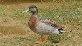 Trevor, the ‘world’s loneliest duck’, dies after being savaged by dogs