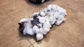 Miraculous revival of polar vortex frozen cat sparks outpouring of joy (PHOTOS)