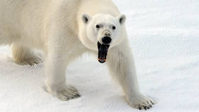 Russian Arctic town suffers POLAR BEAR INVASION, dozens of predators wont go away (VIDEOS)