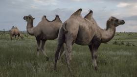 FILE PHOTO. Camels in Buryatia. © Sputnik / Valery Melnikov