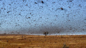 Biblical prophecy? Red Sea countries braced for plague of locusts