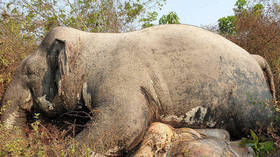 Endangered elephant slaughtered by poachers INSIDE wildlife sanctuary (PHOTOS)