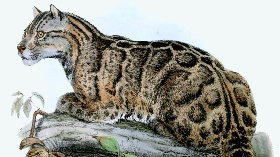 ‘Extinct’ leopard spotted alive for the first time in over 30 years ...