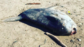 Mysterious alien-like fish makes epic journey to California beach (PHOTOS)