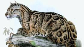 ‘Extinct’ leopard spotted alive for the first time in over 30 years