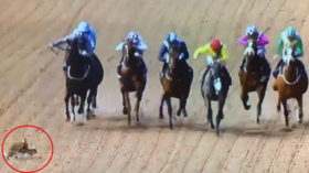Romping home: Lovemaking rabbits inches from being trampled by racehorses (VIDEO)