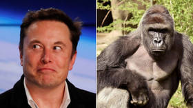 ‘RIP Harambe’: Elon Musk posts unexpected rap track dedicated to dead gorilla