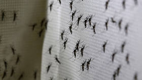 Europe at major threat of INSECT-BORN tropical diseases, scientists warn