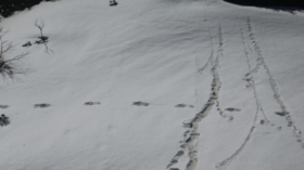 'Really hope it's a joke!': Indian army roasted for posting PHOTOS of ‘Yeti’ tracks