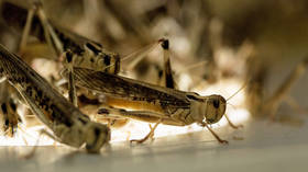Devastation from above: Swarm of locusts FILMED invading Saudi Arabian city
