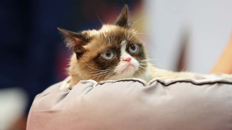 Grumpy Cat, I hate everything you stood for, but… — RT Op-ed