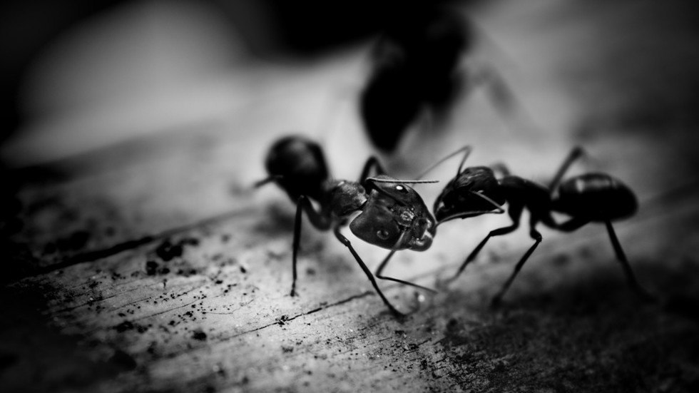 Are we already an ‘insectualised economy’? RT’s Keiser Report has the answer Are we already an ‘insectualised economy’? RT’s Keiser Report has the answer