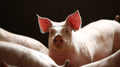 5ccc04c7dda4c84d528b45b3 Quarter of world pig population could be wiped out this year alone, animal health expert warns