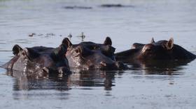 WATCH: Herd of HIPPOS invades rugby pitch in South Africa