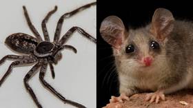Nightmare fuel: Giant spider pictured eating POSSUM in Tasmania (PHOTO)
