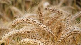 Putin predicts doubling of Russian agriculture exports by 2024