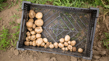 Urine trouble now: Pennsylvania woman filmed peeing on potatoes at Walmart turns herself in
