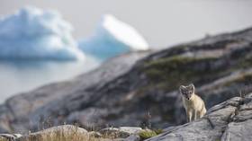 Scientists left ‘speechless’ by young Arctic fox’s amazing journey from Norway to Canada