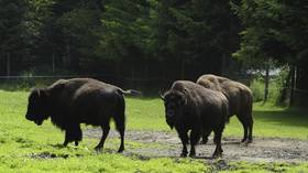 French authorities just shot a resting herd of runaway bison to protect hikers. Were they right?
