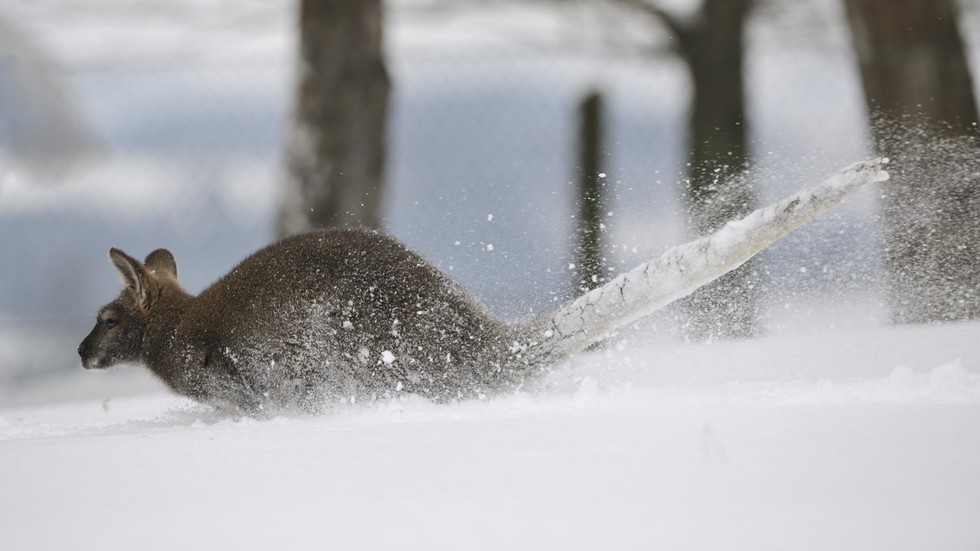The blizzard of Oz? VIDEOS of kangaroos frolicking in the snow go viral