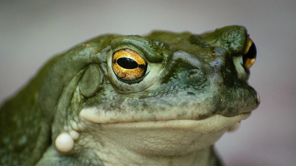 Toad-ally trippy! Sniffing psychedelic amphibian secretion 'increases ...