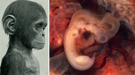FILE PHOTO (L) Young chimpanzee © Flickr / The American Museum journal; (R) Human Embryo © Wikipedia / Ed Uthman
