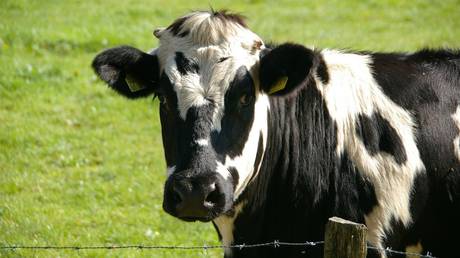 Meanwhile in Russia: Dashcam of stolen cow falling from truck sparks manhunt (VIDEO)