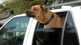 Tesla ‘dog mode’ failure exposes pooches to extreme heat